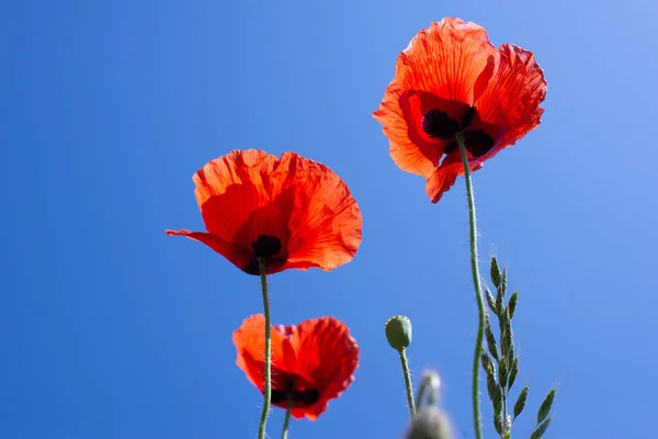 Red Poppy Flower Background Blue Sky — Stock Photo, Image