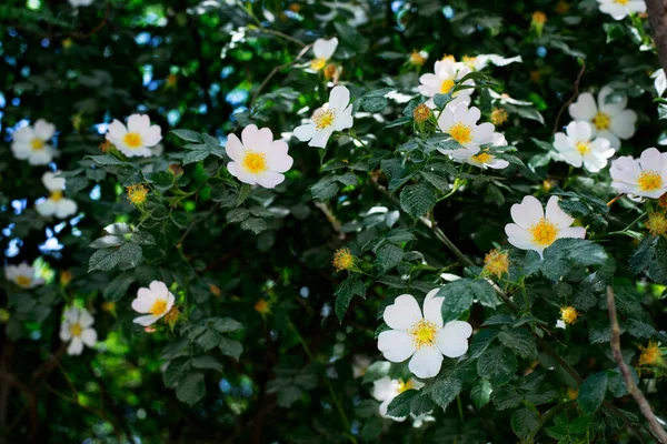 Plantacja Maku Kwiatowego Polu Krzew Kwiatów Wiosna — Zdjęcie stockowe