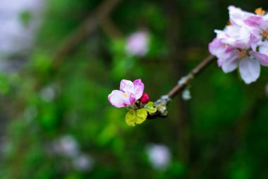 Çiçek açan elma ağacı. Ağaçtaki bir çiçek. Bahar