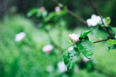 Çiçek açan elma ağacı. Ağaçtaki bir çiçek. Bahar