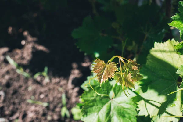 Виноград Зеленые Листья Винограда Обзор — стоковое фото