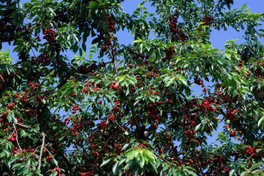 Ağaçtaki kırmızı kirazlar. Kiraz bahçesi. Kiraz ağacı