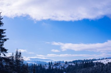 Kış ormanı Kışın mavi gökyüzünün arka planında Noel ağaçları. Temiz hava. Buz