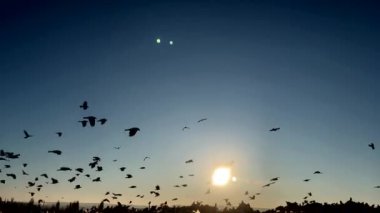 Birçok karga kuşu gün batımına doğru uçar. İyi akşamlar..