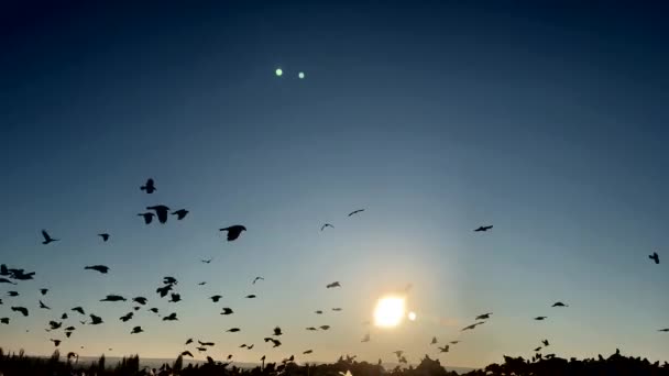 Muchas Aves Cuervos Vuelan Atardecer Buenas Noches Metraje De Stock