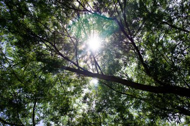 Güneş ışınları ve ışık ağaç dalları arasında parlıyor. Söğüt ağacının gövdesi ve dalları. Aşağıdan bak. Yaz ve bahar