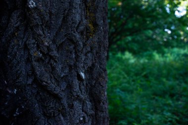Ormandaki meşe ağacı. Büyük bir ağacın gövdesi ve kabuğu..