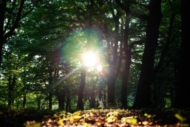 Sonbahar ormanı. Güneşin ışınları ağacın dallarında parlıyor. Günaydın.