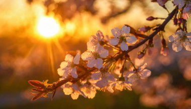 Kiraz ve elma ağaçlarının çiçekleri. Gün batımının arka planında bir kiraz ağacının dalı. İyi akşamlar. Güneşin ışınları yaprakların arasından parlıyor.