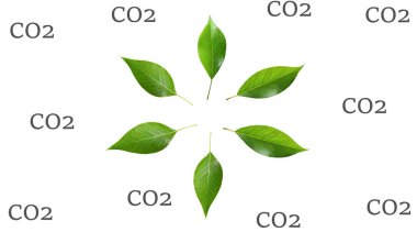 Yeşil yapraklar temiz ve temiz havanın sembolüdür. Toprağın saflığını koruma kavramı. Ekolojik sorunlar. CO2 hava kirliliği. Beyaz bir arkaplanda