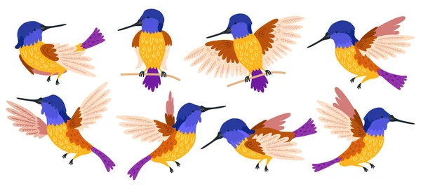 Hummingbird Personagem Pássaro Tropical Natureza Selvagem Ilustração Set Flying Humming — Vetor de Stock