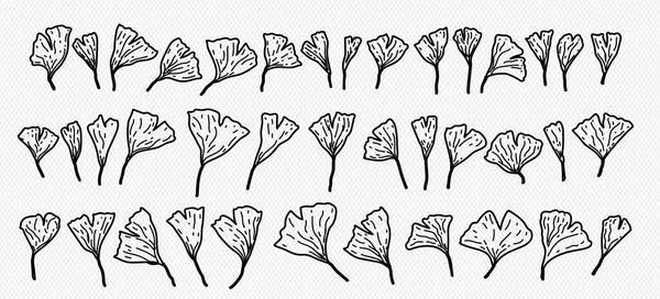 Gingko Biloba Samling Handritad Illustration Jungfruhår Träd Ekologisk Kinesisk Tillförsel — Stock vektor