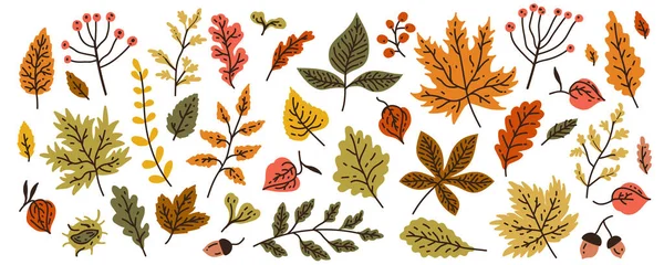 秋の葉と果実 手描きの秋の森の葉セット 白地に隔離されてる フラットなスタイルで漫画の葉のコレクション ベクターイラスト — ストックベクタ