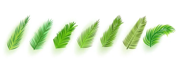 Coleção Design Ornamento Folhas Verdes Realistas —  Vetores de Stock