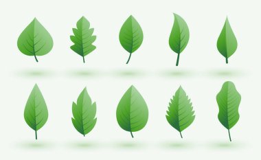 Organik bitki örtüsü koleksiyonu arka plan tasarım vektörünü terk eder