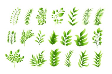 Bitkisel yaprak koleksiyonu bir botanik güzellik vektörü