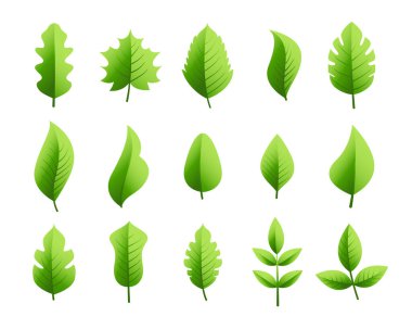 Çevre dostu bitkisel ve taze botanik yapraklar.