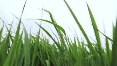 Çimlerin rüzgarda nasıl hareket ettiğinin videosu. Taze bahar yüksek yeşil çayır gölün yanındaki park alanında rüzgarda sallanıyor. Tepeden tırnağa, insanlar olmadan.