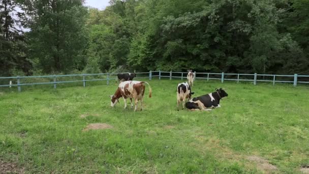 一头奶牛在钢笔里的农场里喂食 躺在地上 咀嚼田野里的草 — 图库视频影像