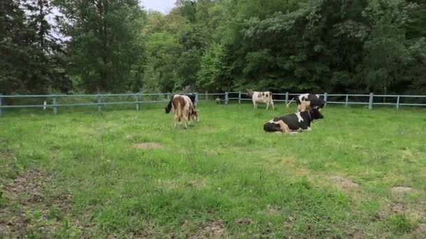 一头奶牛在钢笔里的农场里喂食 躺在地上 咀嚼田野里的草 — 图库视频影像