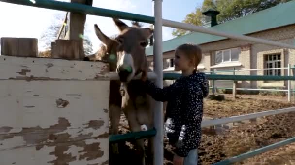 Ein Kind Streichelt Esel Streckt Ihnen Durch Den Zaun Die — Stockvideo
