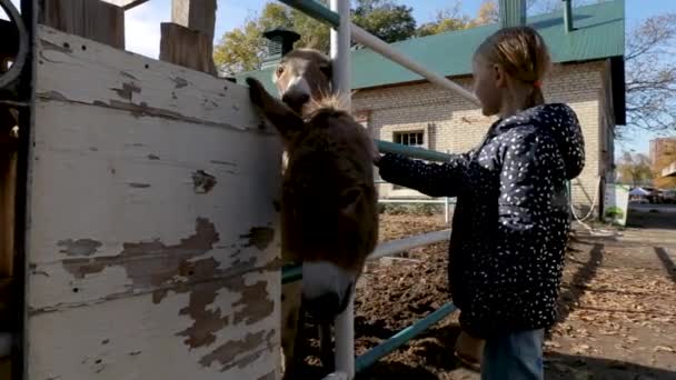 一个小女孩抚摸着驴子 通过栅栏向它们伸出手来 农场里的孩子和动物 — 图库视频影像
