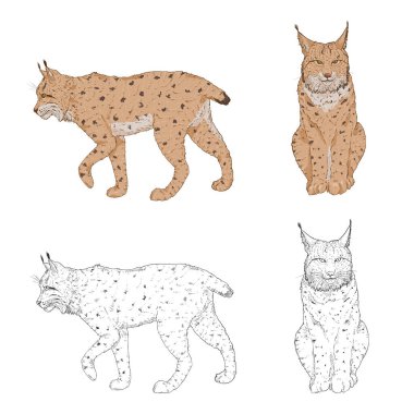 Vector Sketch and Cartoon Set of Lynx Illustrations.