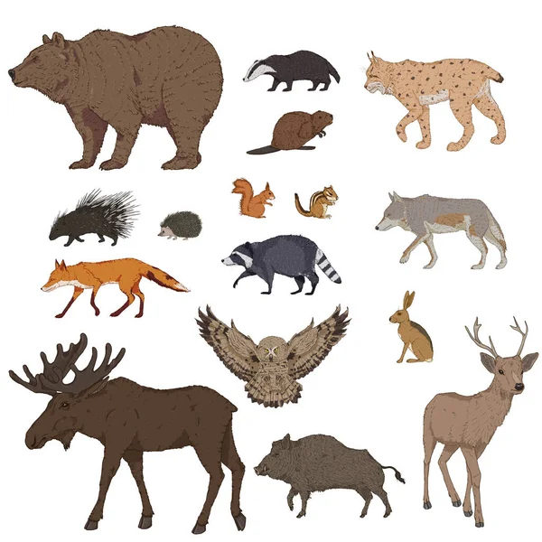 Conjunto Desenhos Animados Vetoriais Animais Floresta Coleção Ilustrações Mamíferos Selvagens — Vetor de Stock