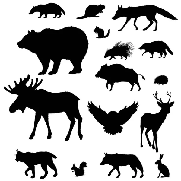 Wektor Sylwetka Zestaw Zwierząt Leśnych Zbiór Ilustracji Dotyczących Dzikich Ssaków — Wektor stockowy
