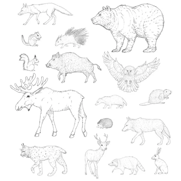 Zestaw Wektorowych Szkiców Leśnych Zwierząt Zbiór Ilustracji Dotyczących Dzikich Ssaków — Wektor stockowy