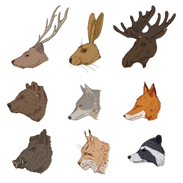 Conjunto Vectorial Cabezas Animales Del Bosque Dibujos Animados Vista Lateral — Archivo Imágenes Vectoriales