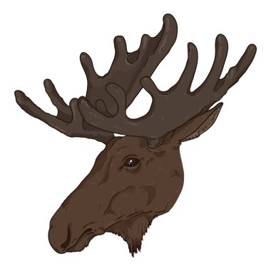Vektör Karikatür Moose Head Illustration. Yan Görünüm