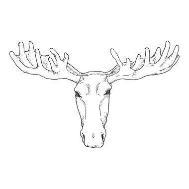 Vector Sketch Moose Head Illustration. Ön Görünüm