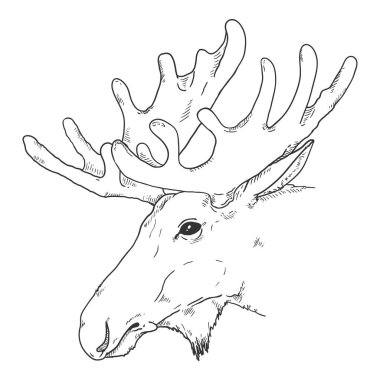 Vector Sketch Moose Head Illustration. Yan Görünüm