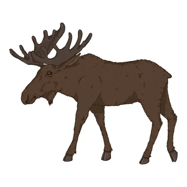 Vector Cartoon Walking Moose White Background — Stock Vector