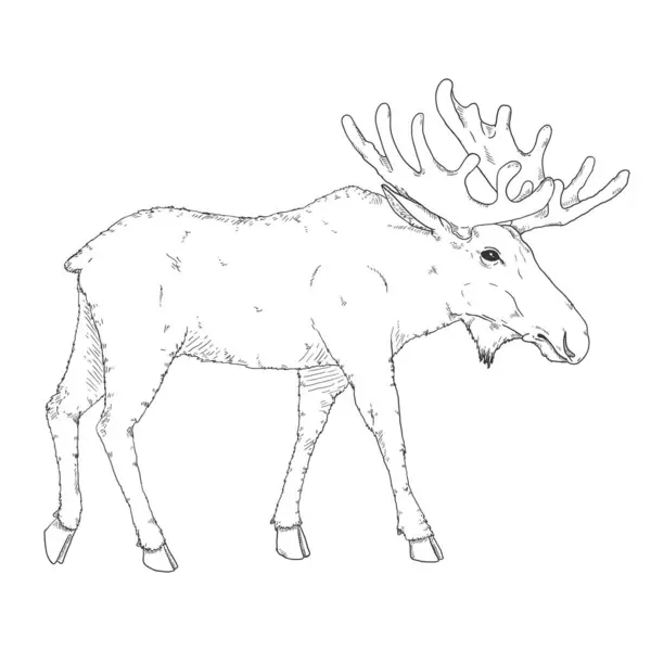 Vector Sketch Moose Illustration Side View — Stock Vector