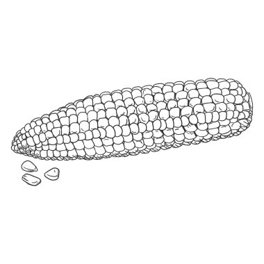 Vektör Taslak Mısır KoçanıName