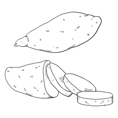 Vector Sketch Sweet Popato Yam. Tam ve Dilimlenmiş