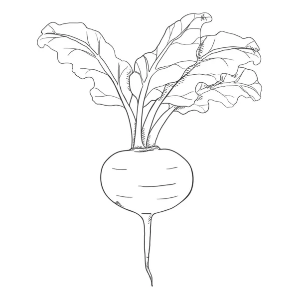 Vector Doodle Sketch Turnip — Stock Vector