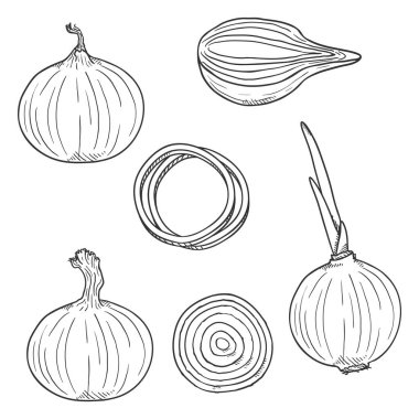 Soğan Ampulleri, Dilimler ve Yüzüklerin Vektör Taslak Seti.