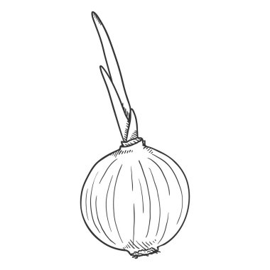 Filizli Vektör Taslak Soğan Ampulü