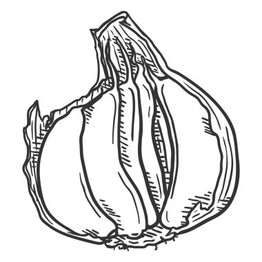 Kabuklu Sarımsak Karanfili Vektörü