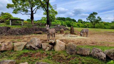 Yokohama, Japonya - 15 Mayıs 2024. Hayvanat bahçesinde iki zebra. Gündüz Fotoğrafı