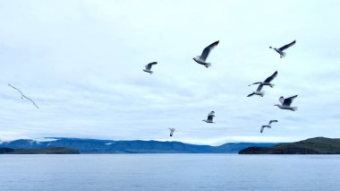 Seagulls Flying above the Lake Baikal in Siberia clipart