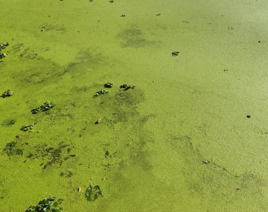 Yeşil Bataklık Yüzeyi 'nin dokusu. Yapraklar ve Algler