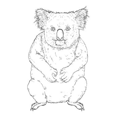 Koala tam vücut Sketch vektör çizimi. Ön görünüm koala resmi