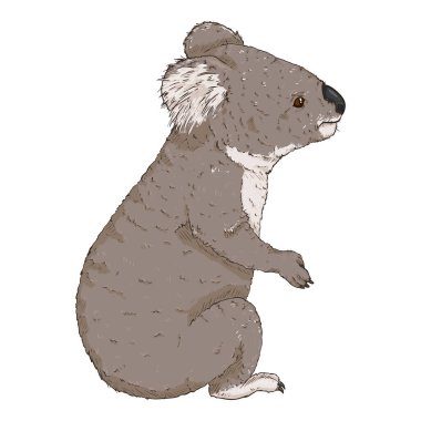 Koala full body Cartoon vector illustration. Side view koala image clipart