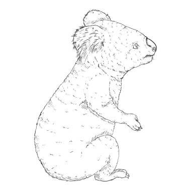 Koala tam vücut Sketch vektör çizimi. Yan görünüm koala resmi