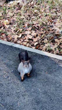 Kamu parkının ortasında sincap kameraya bakıyor. Gündüz fotoğrafı