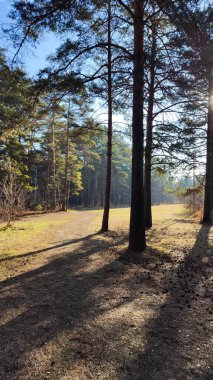 Güzel sabah ışıklarında çam ağaçları. Peri Masalı Ormanı